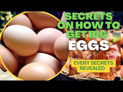 How To Get Big Eggs From Your Layers | Secrets