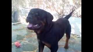 preview picture of video 'Aggresive rottweiler bark'