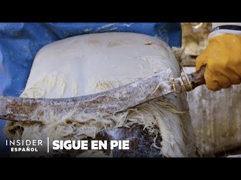 Cómo un hombre de 92 años salvó el antiguo oficio de hacer pergaminos en Turquía | Sigue en pie