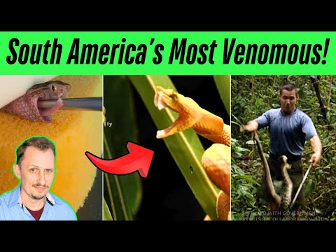 Zoologist Reacts to INSANE Venomous Snake TikToks | South America episode!