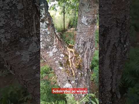 And now the sweets are flying to the supermarkets😆 #farma #goat #vlog #animals #szalonyfarmer #fa...