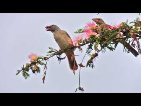 Muestra de aves en Monteria (Co) VF