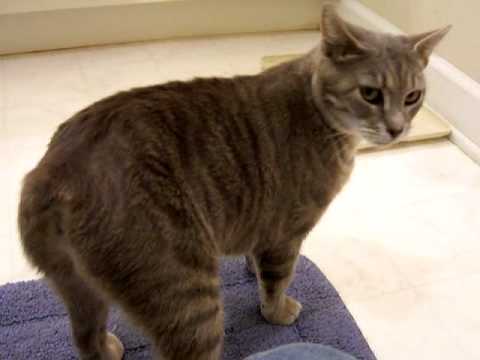 Raina, an adopted Manx in Liberty, NC_image-1