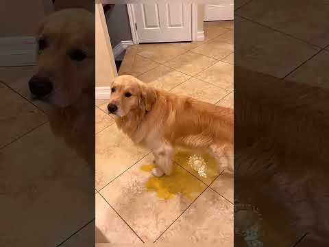 Best video of the year must-watch #ShortVideo #Trending #Dog