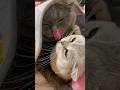 Cats Vs Cats Funny Catvideos Catshorts Cat