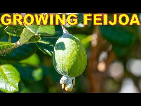 Feijoa Is The BEST Fruit Tree You've Never Heard Of