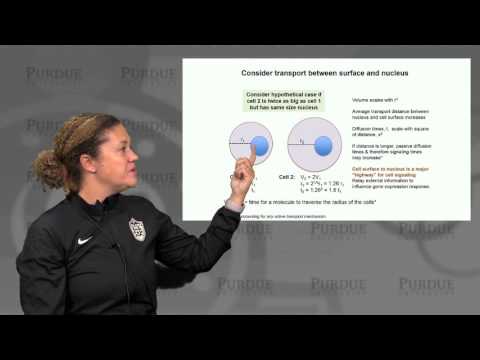 nanoHUB-U Biodesign L2.1: Cellular Architecture - Design Principles of Organelle Size I