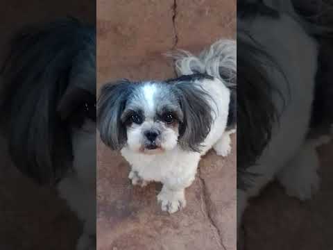 Milly 🐕 querendo ir na pracinha Bambuí ♥️♥️🤣🤣