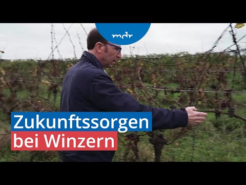 Hohe Kosten: Wie geht es den Winzern in Mitteldeutschland? | Umschau | MDR