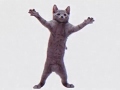 Cat dancing to hamster song void meme