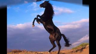 The Horse ( Booker T and the MG's ).wmv