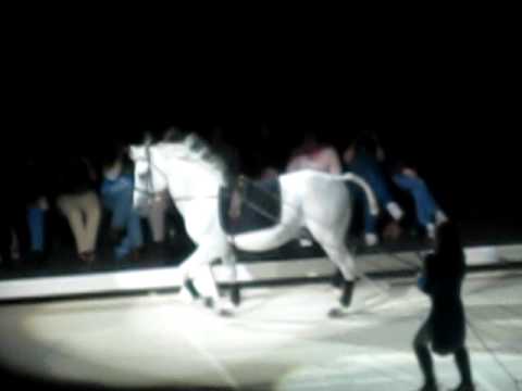 Lipizzaner Stallions-The Mezair And The Capriole