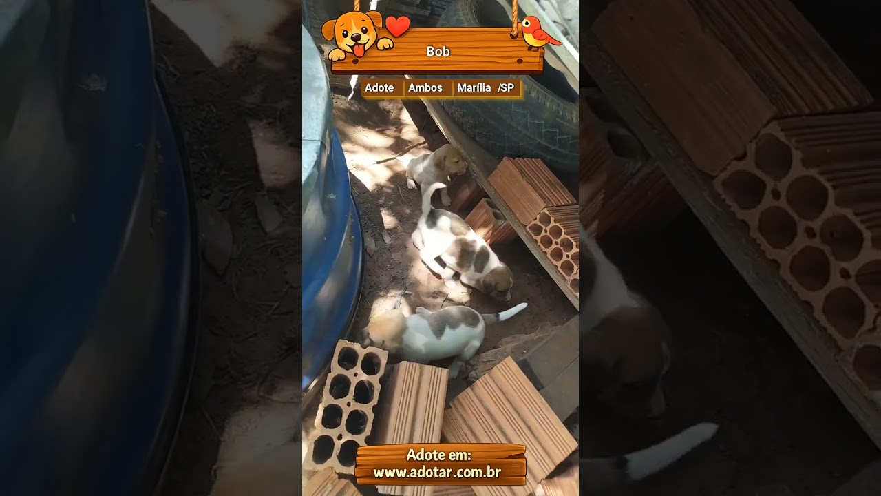 Cachorro raça SRD-ViraLata idade Abaixo de 2 meses nome Bob