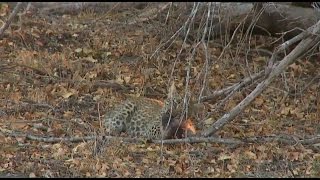 Safari Live : Shadow and her Cub as seen on drive today July 04, 2016