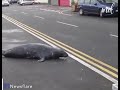 Sammy The Viral Star Of Wicklow Town
