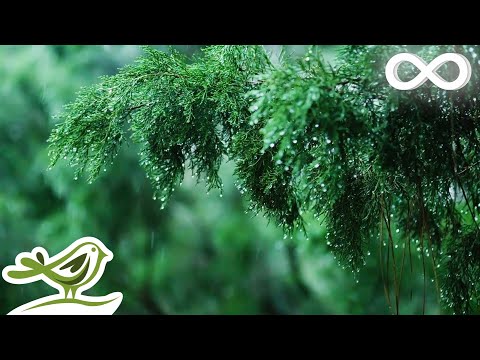 Rainy Day • Relaxing Piano Music with Soft Rain Sounds | Sleep, Study, Relax