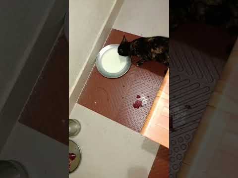 #animal lovers Sujatha Carestraypaws Street cat lovers 😻🍼❤️#save the street cat and kitten 🐾 😍🐾😺😍