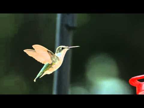 Колибри в полете Футаж HD