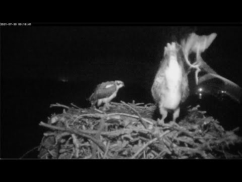 July 30, 2021 - chick poops on cam during lightning storm