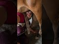 Full Watch Videos Cow Milk Feeding Must Watch With Enjoy
