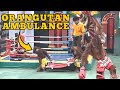 Orangutan Muay Thai Kickboxing In Thailand