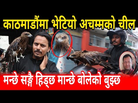 बिरामी चील भेटेर उपचार गरेपछि अहिले मान्छे संग बस्न थाल्यो eagle #eagle suraj parajuli Kathmandu 