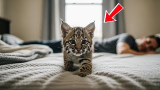 This Tiny Bobcat Snuck Into a Man’s Bed—What She Did Next Had Him Laughing in Tears!