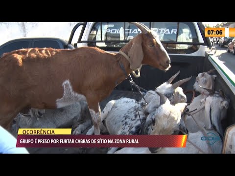 Grupo eÌ preso por furtar cabras de siÌtio na zona rural 26 08 2021