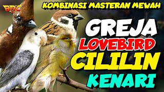 Download lagu MASTERAN GREJA TARUNG - CILILIN - LOVEBIRD - KENARI | SPESIAL GESEKAN NGREOL TEMBAK mp3