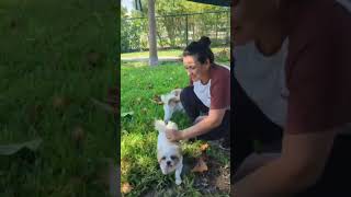 Video preview image #1 Shih Tzu Puppy For Sale in Weston, FL, USA
