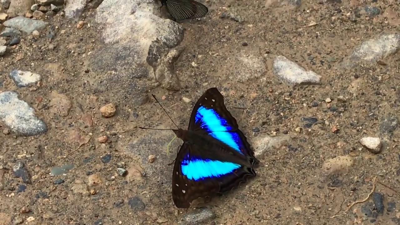 Farfalla Doxocopa cherubina imperatore turchese che vola nella foresta tropicale mostrando brillanti ali turchesi iridescenti