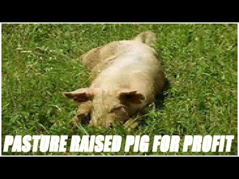 Pasture Raised Pigs For Profit