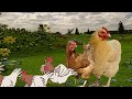 Teletubbies Magical Event 10 Chickens My Version A Resquest For Jesús Ferbal Balbuena