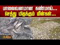 Madurai FishDeath பாலைவனமான கண்மாய் செத்து மிதக�
