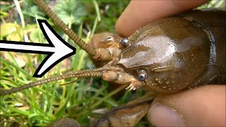 LIVE ACTION! CATCHING HUGE CRAWDAD BAREHANDED + Creek Treasure Hunt With JD. The Crawfish Catch