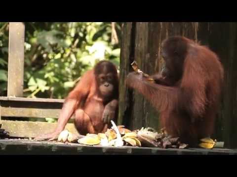 Exploring our backyard 3 - Sandakan!