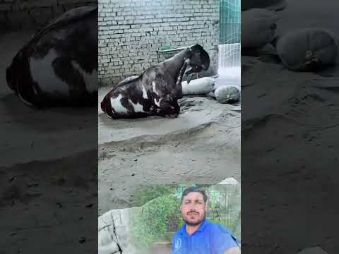 The world's heaviest goat goat itna wajni hai ky is say apna wajan be uthya ni jata #ytstudio #viral