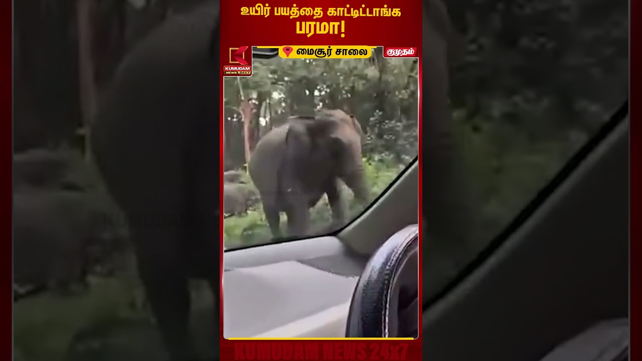 காரை தாக்க பாய்ந்த யானை! மயிரிழையில் உயிர் தப்பிய குடும்பம் | Kerala | Wayanad | Elephant #shorts