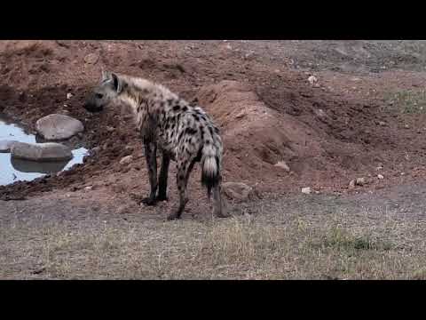 Djuma: Lone Hyena in for drink and mudslide - 17:36 - 09/15/18