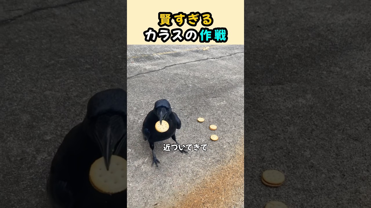 賢すぎるカラスの作戦