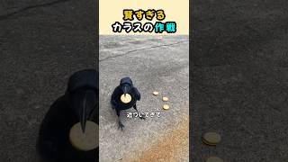 賢すぎるカラスの作戦