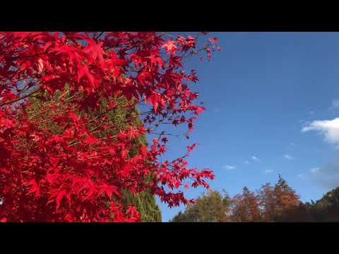 Channeling 086 -  (Podcast) Fernbehandlung, Energiearbeit