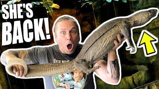 I GOT IT BACK!!! NIGHT NILE MONITOR LIZARD FOR THE REPTILE ZOO!!! | BRIAN BARCZYK by Brian Barczyk