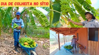 Dia de Colheita no Sítio Muita Fartura de Banana Vejam Só que Benção +Colhemos Mamão maduro