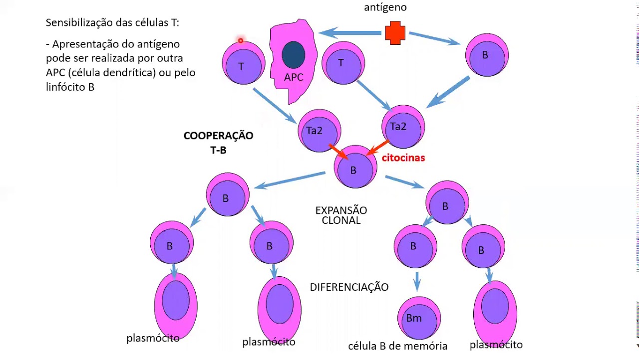 IMUNOLOGIA GERAL- Resposta imune humoral