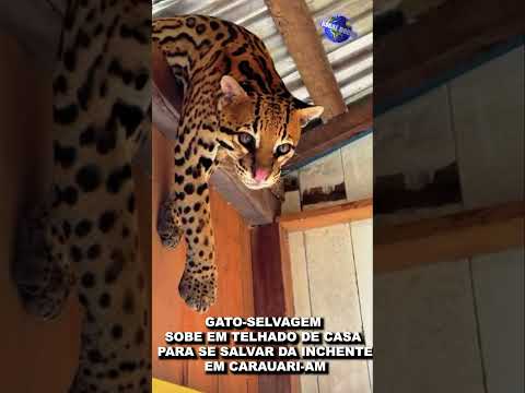 Wild cat climbs onto roof to escape flood in Carauari, Amazonas municipality.