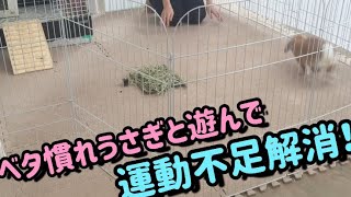 ベタ慣れうさぎと遊んで運動不足解消！【Play with rabbit】