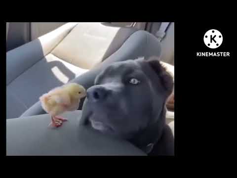 unbelievable video#dog #chicks#hen