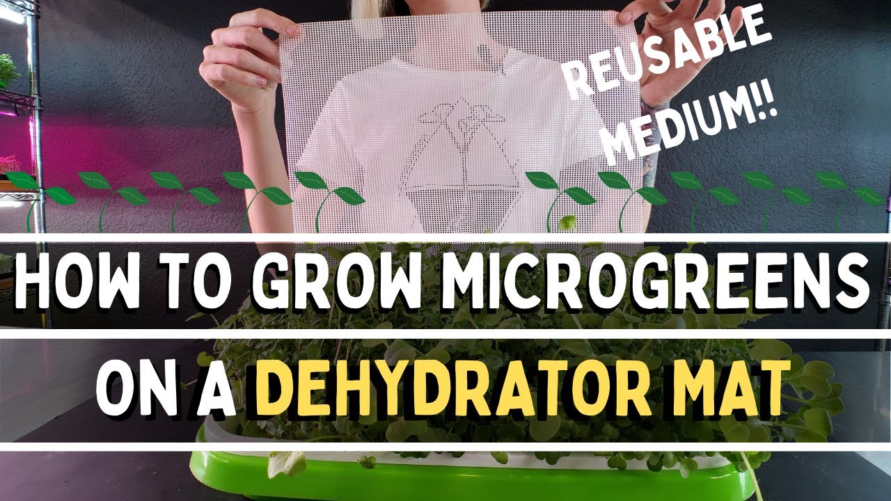 How to Grow Microgreens on a Dehydrator Mat |  Reusable Microgreen Medium