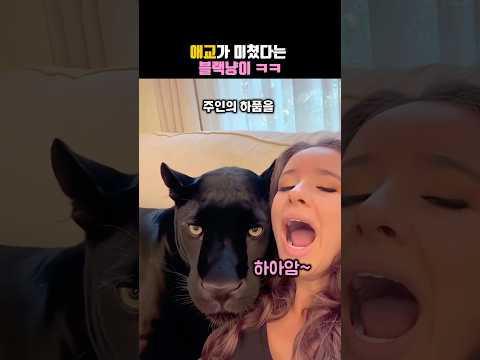 애교가 미쳤다는 블랙냥이